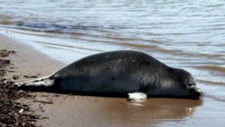 افزایش تلفات فوک خزری در سواحل جنوبی دریای خزر افزایش تلفات فوک خزری در سواحل جنوبی دریای خزر