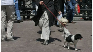 برخورد قاطع با سگ‌گردانی در معابر عمومی قم