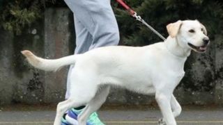 گرداندن سگ در معابر عمومی و خودروها در کرمانشاه ممنوع شد