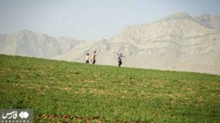 وجین نخود در دلفان