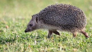 منطقه حفاظت شده تالاب نوروزلو میاندوآب منطقه حفاظت شده تالاب نوروزلو میاندوآب