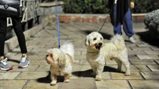 صدور دستورالعمل قاطع دادستانی برای مقابله با سگ گردانی/ افراد متخلف به دادسرای عمومی و انقلاب معرفی می‌شوند