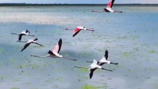 ایران زیباست | میانکاله مازندران ،بهشهر 