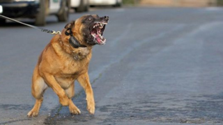 ممنوعیت سگ‌گردانی به ایلام رسید