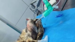 الکتروکموتراپی؛ از درمان بیماران انسانی تا حیوانات خانگی 