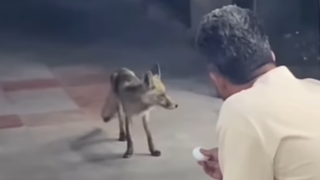 روباه به سوپر مارکت رفت !