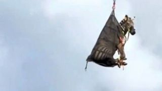 گورخر پرواز میکند... گورخر پرواز میکند...