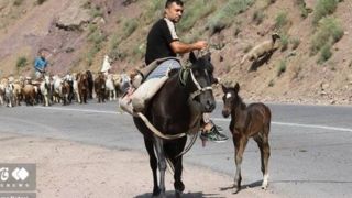 کوچ احشام به مراتع ییلاقی کوچ احشام به مراتع ییلاقی