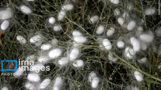 ابریشم جرگلان؛ از پیله تا فرش ترکمن ابریشم جرگلان؛ از پیله تا فرش ترکمن