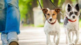 نقدی بر غیرقانونی دانستن ممنوعیت سگ گردانی توسط «محسن برهانی»/ این کار مصداق اخلال در نظم و جریحه‌دار کردن عفت عمومی است