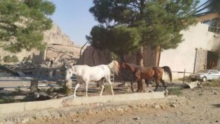 حمله رژیم صهیونیستی به ۲ اصطبل پرورش اسب در کرمانشاه/ ۵۰ رأس اسب تلف شد حمله رژیم صهیونیستی به ۲ اصطبل پرورش اسب در کرمانشاه/ ۵۰ رأس اسب تلف شد