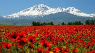 غلرود رگت پر از خون شقایق است. غلرود رگت پر از خون شقایق است.