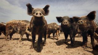 پرسه دسته جمعی گرازها در شهر سیریک