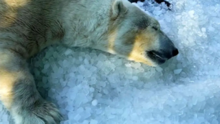 خرس قطبی پراگ برای فرار از گرما به یخ پناه برد