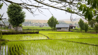نشاء برنج در شالیزارهای مازندران نشاء برنج در شالیزارهای مازندران