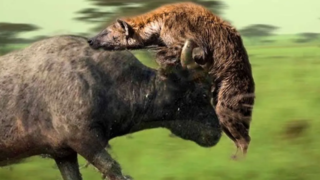 اشتباه مهلک یک بوفالو در حین دفاع از گوسالهاش اشتباه مهلک یک بوفالو در حین دفاع از گوسالهاش