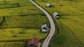 فصل زیبای شالیزارهای مازندران