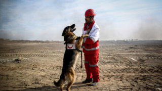 کشف ۱۵ فرد زنده و ۱۸۸ پیکر در جنگ ۱۲ روزه توسط سگهای هلال احمر کشف ۱۵ فرد زنده و ۱۸۸ پیکر در جنگ ۱۲ روزه توسط سگهای هلال احمر
