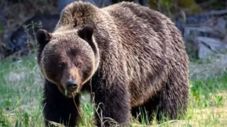 آلوچه خوری خرس قهوه‌ای در جنگل‌های مازندران
