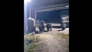 لحظه هولناک حمله خرس قهوه‌ای به یک مرد در اردبیل