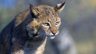 آب نوشیدن گربه وحشی آسیایی در شنزارهای کرخه آب نوشیدن گربه وحشی آسیایی در شنزارهای کرخه