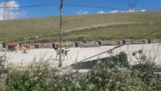   قدیمی بودن برخی مناطق پایتخت از دلایل افزایش موش‌ها/ رهاسازی سگ‌های ولگرد از شهرهای همجوار در تهران  