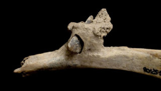 کشف «تیر سنگی» در استخوان فردی که ۴ هزارسال قبل زندگی میکرد کشف «تیر سنگی» در استخوان فردی که ۴ هزارسال قبل زندگی میکرد