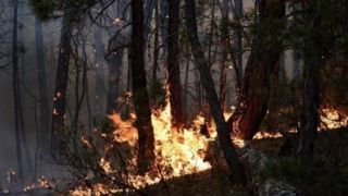 تصاویری تلخ از آتش سوزی جنگلی در ترکیه