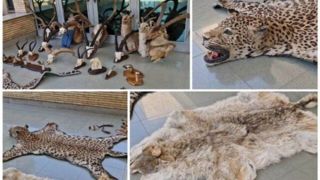 کشف و ضبط ۲۱ تاکسیدرمی حیوانات وحشی در تهران کشف و ضبط ۲۱ تاکسیدرمی حیوانات وحشی در تهران