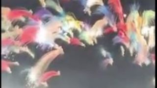 بزرگترین آتش‌بازی چین در سال ۲۰۲۵