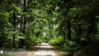 قصه‌ای خاموش در دل جنگل‌های تالش