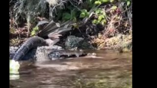 وقتی تمساحها شکار خودشان میشوند وقتی تمساحها شکار خودشان میشوند