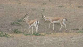 تصاویری زیبا از آهوان در دشت مغان