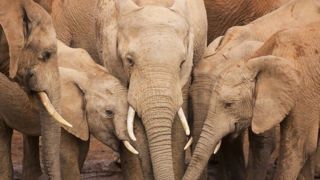 فیل مسلح به دو سلاح تهاجمی! فیل مسلح به دو سلاح تهاجمی!