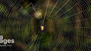 "حشرات" واسطههای حیاتی زنجیره زیستی "حشرات" واسطههای حیاتی زنجیره زیستی