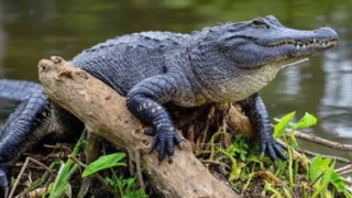 نبرد پلیس فلوریدا با تمساح سه متری در خیابان نبرد پلیس فلوریدا با تمساح سه متری در خیابان