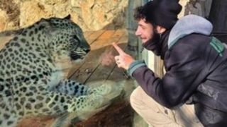 پلنگ ایرانی یک صهیونیست را کشت پلنگ ایرانی یک صهیونیست را کشت