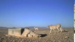 همنشینی یوز و گورخر در کنار آب! همنشینی یوز و گورخر در کنار آب!