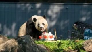 تولد ۴ سالگی خرس پاندای محبوب واشنگتن