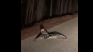 حمله عجیب و نادر جغد به یک لاشخور