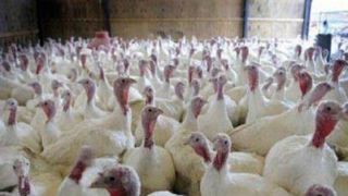 کشف ۱۳۰۰ قطعه بوقلمون فاقد مجوز در کوهدشت کشف ۱۳۰۰ قطعه بوقلمون فاقد مجوز در کوهدشت