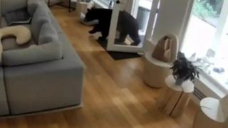 فراری دادن جالب خرس توسط یک سگ کوچک خانگی فراری دادن جالب خرس توسط یک سگ کوچک خانگی