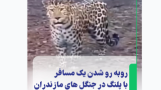 لحظه روبهرو شدن یک مسافر با پلنگ در جنگلهای مازندران لحظه روبهرو شدن یک مسافر با پلنگ در جنگلهای مازندران