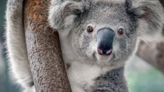 نجات یک کوالا با چاشنی نصیحت پدربزرگانه!