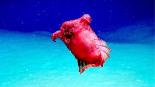 «هیولای مرغ بی‌سر»؛ جانوری که با «تخلیۀ مدفوع» سبک می‌شود و بالا می‌رود 