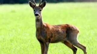  نجات یک آهو در جنگل‌های مازندران