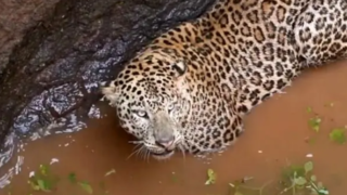 نجات معجزهآسای پلنگ پس از سقوط در چاه ۱۵ متری نجات معجزهآسای پلنگ پس از سقوط در چاه ۱۵ متری