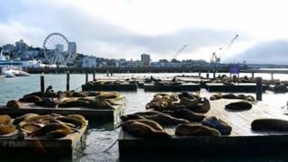 شیرهای دریایی؛ جاذبه گردشگری سانفرانسیسکو شیرهای دریایی؛ جاذبه گردشگری سانفرانسیسکو