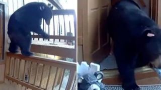 سرقت خرس از یک خانه