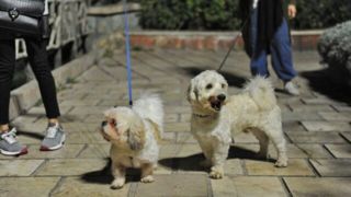 پدیده سگ‌گردانان در تهران؛ از سگ‌های سرابی تا خیابان‌های نیاوران